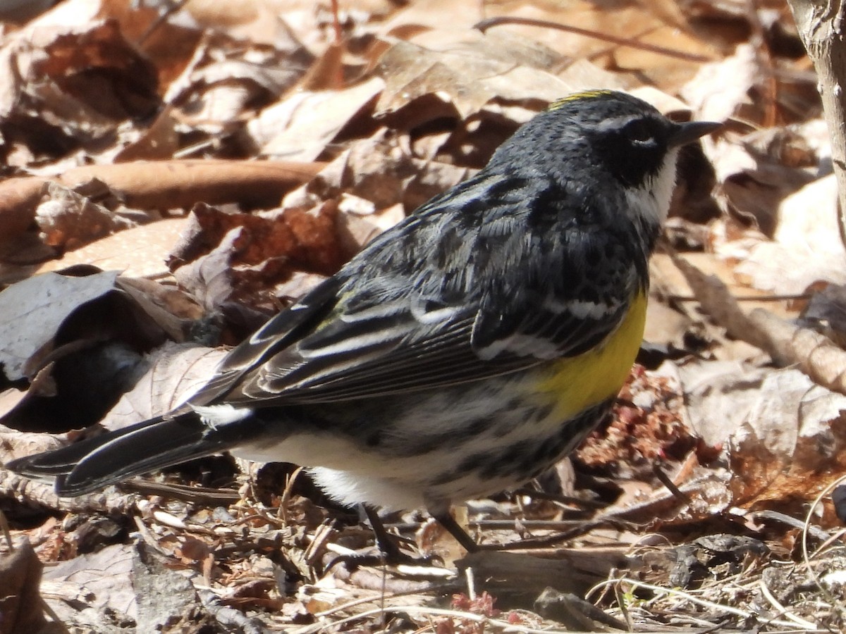 Yellow-rumped Warbler - ML441180111