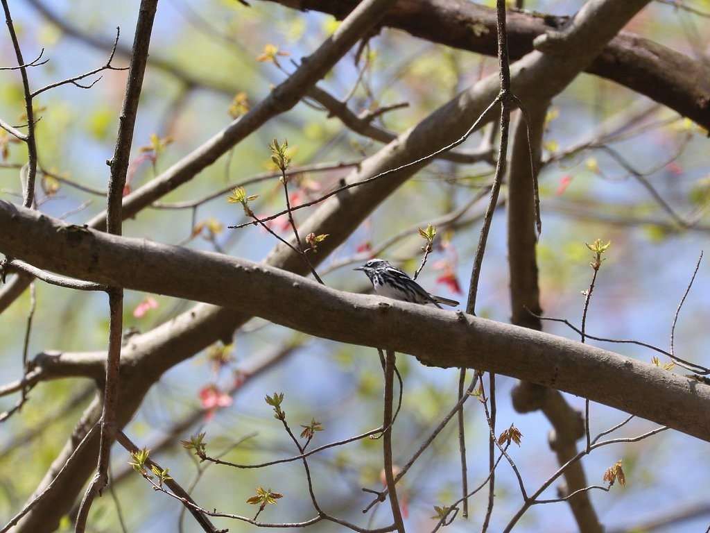 Black-and-white Warbler - ML441180691