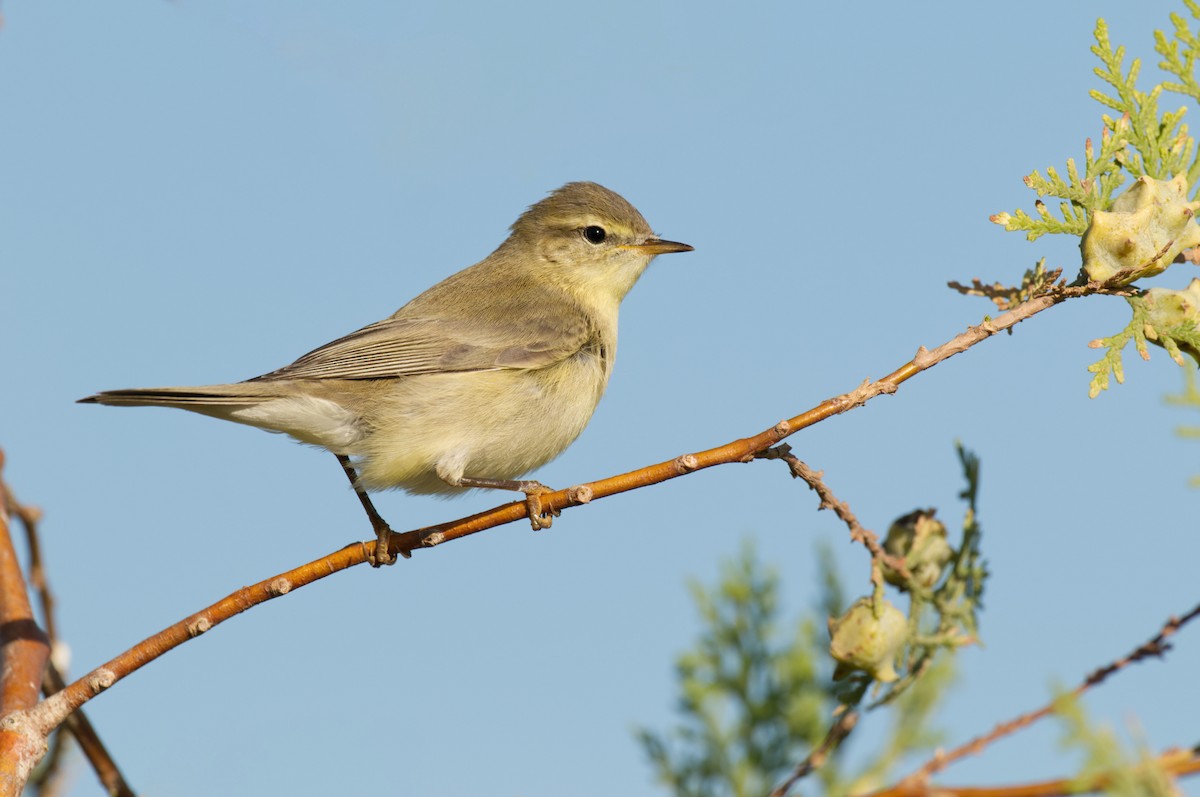 Txio horia - ML441180921