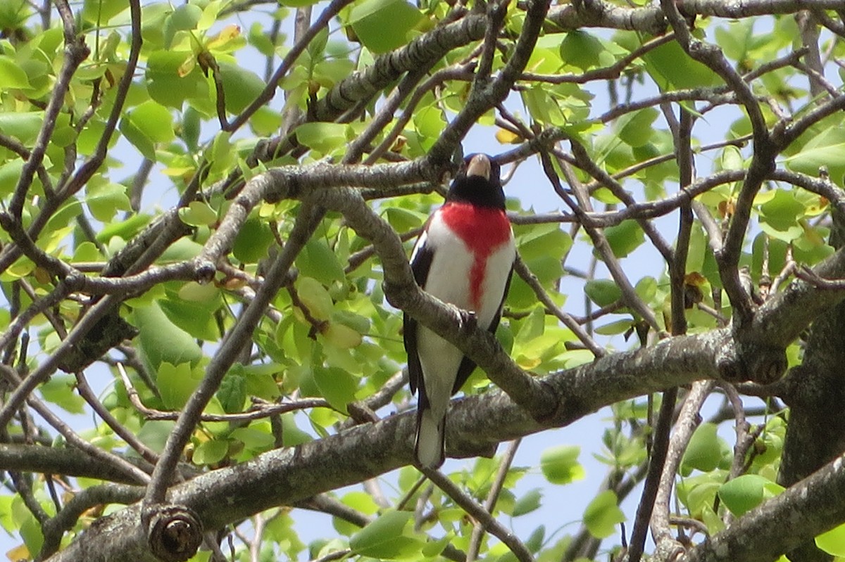 Rose-breasted Grosbeak - ML441180931