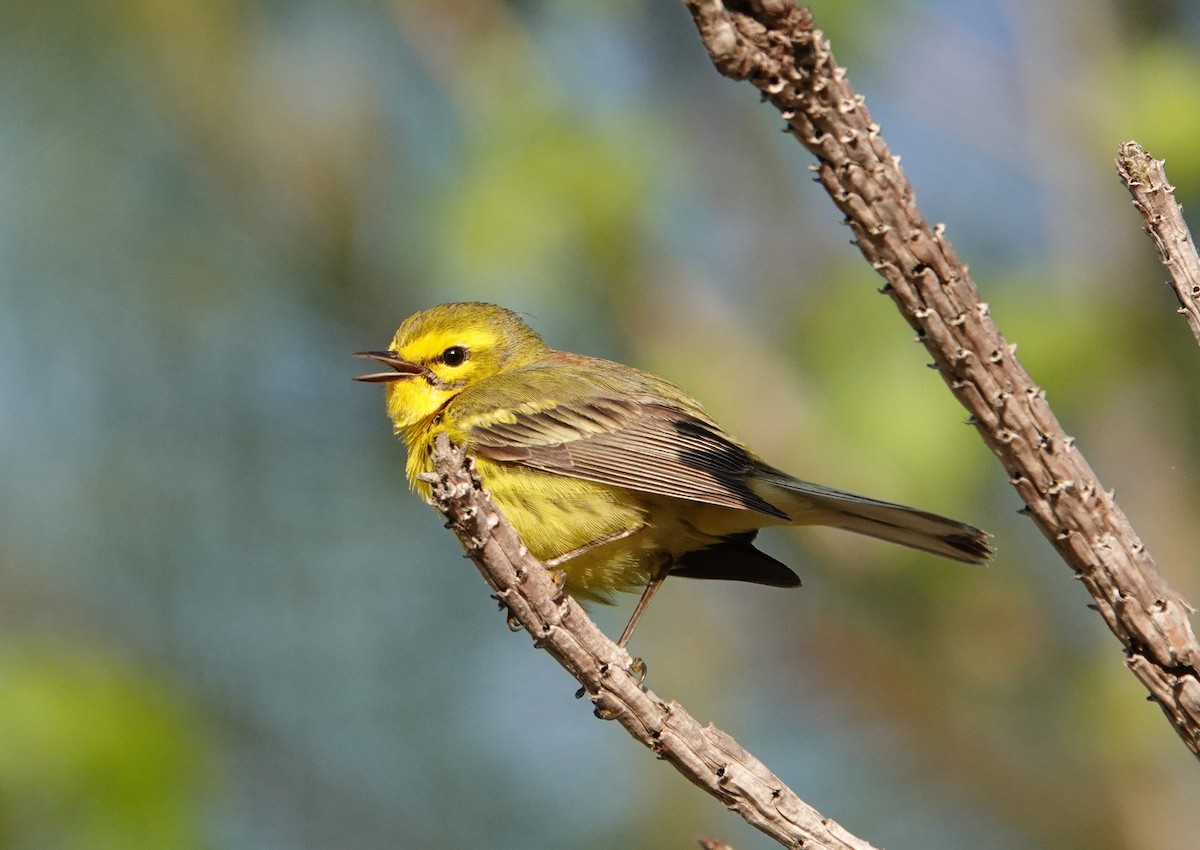 Prairie Warbler - ML441182131