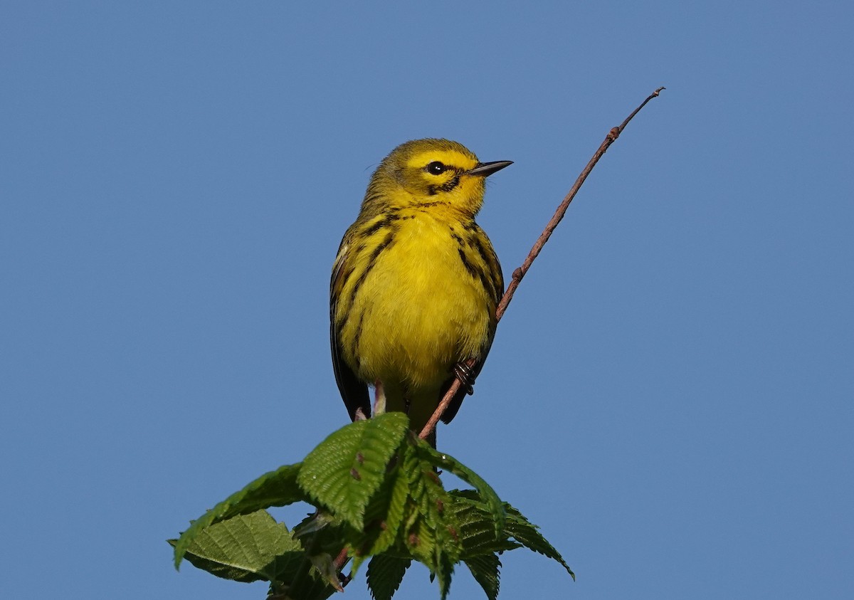 Prairie Warbler - ML441182251