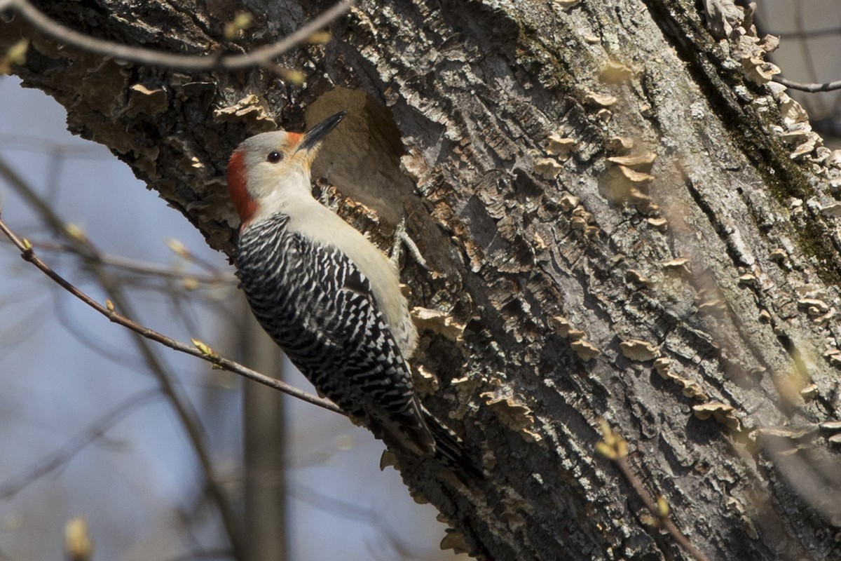 Red-bellied Woodpecker - ML441182871