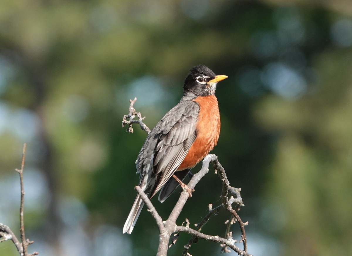 American Robin - ML441182991