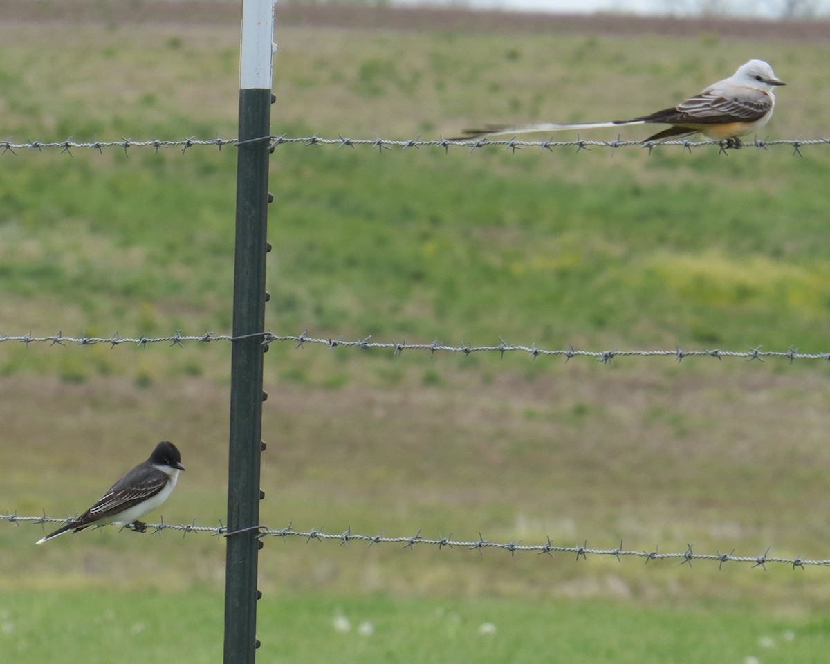 Eastern Kingbird - Tim Pinkston