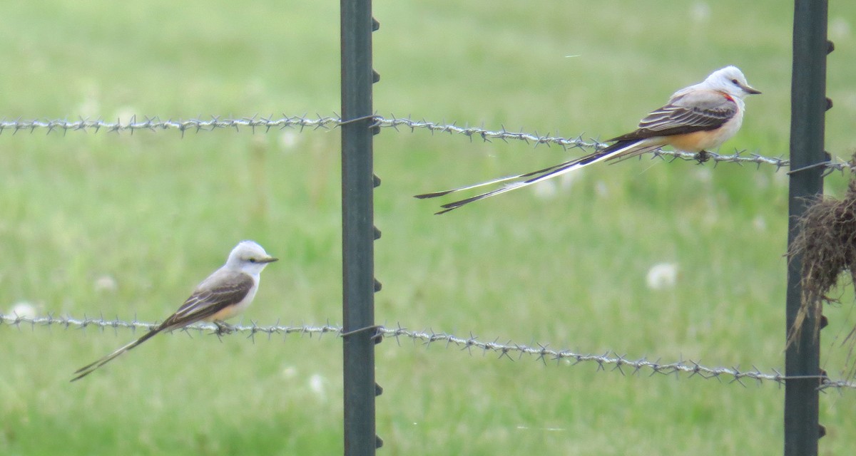 Scissor-tailed Flycatcher - Tim Pinkston