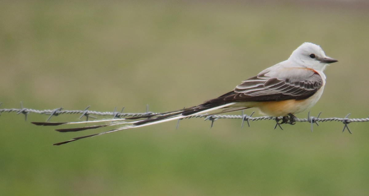 Scissor-tailed Flycatcher - Tim Pinkston