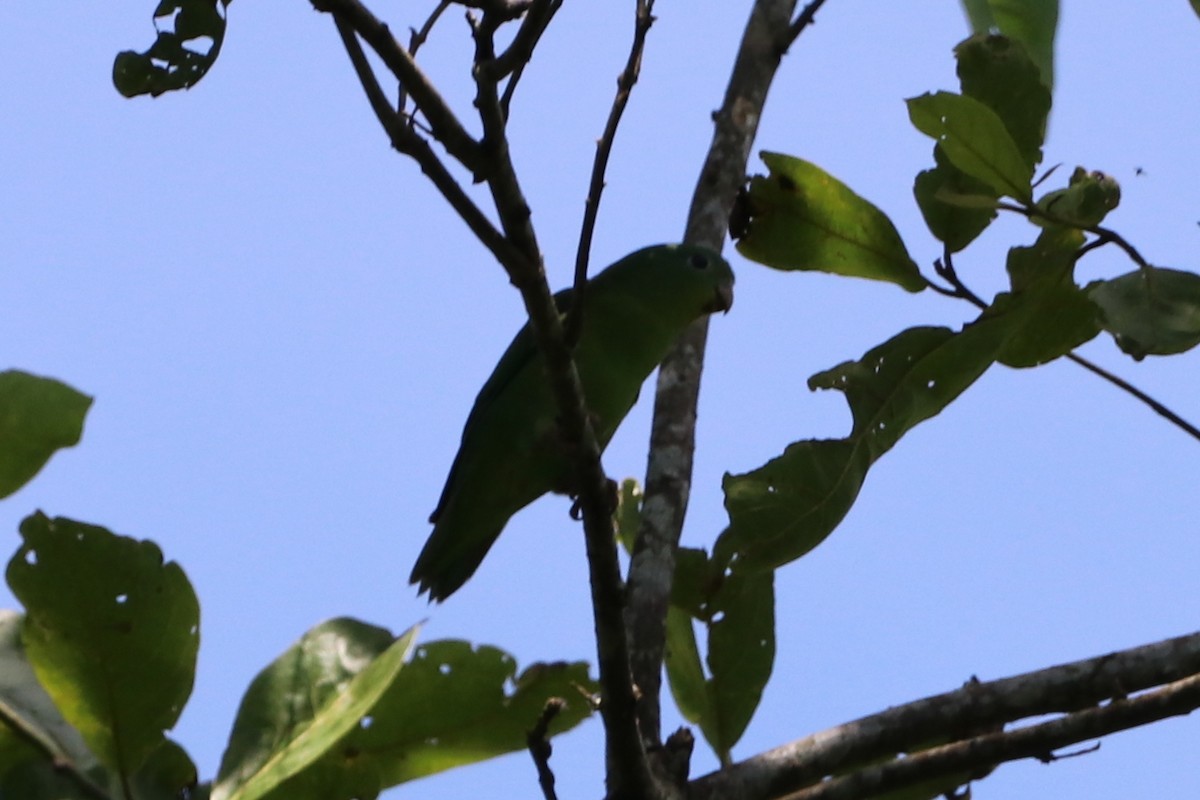 Amazonian Parrotlet - Nick Schleissmann