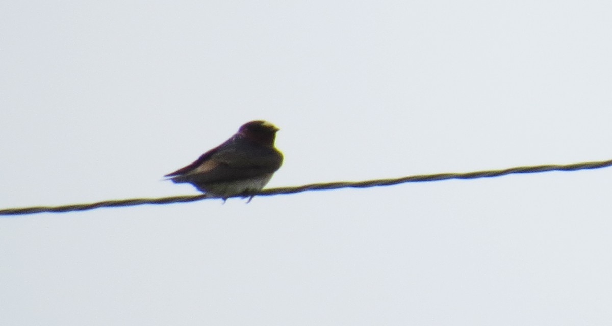 Cliff Swallow - ML441184941