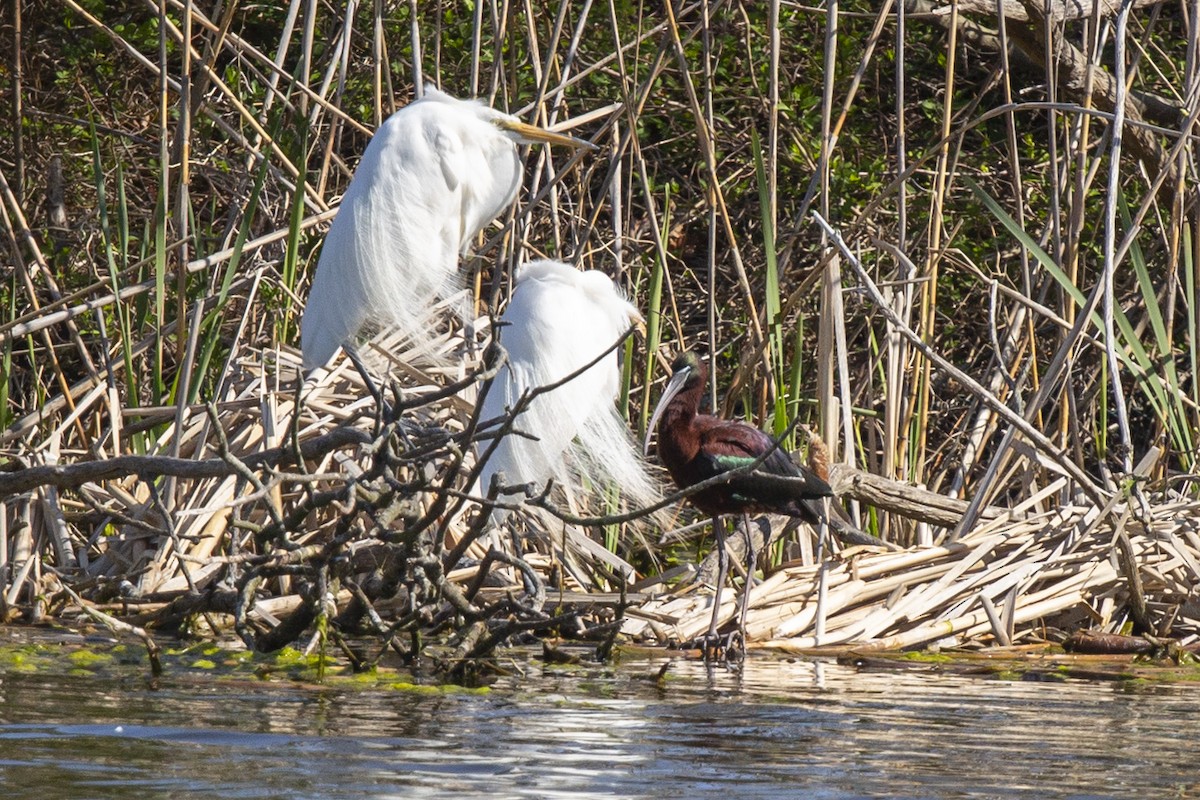 Glossy Ibis - Kris Long