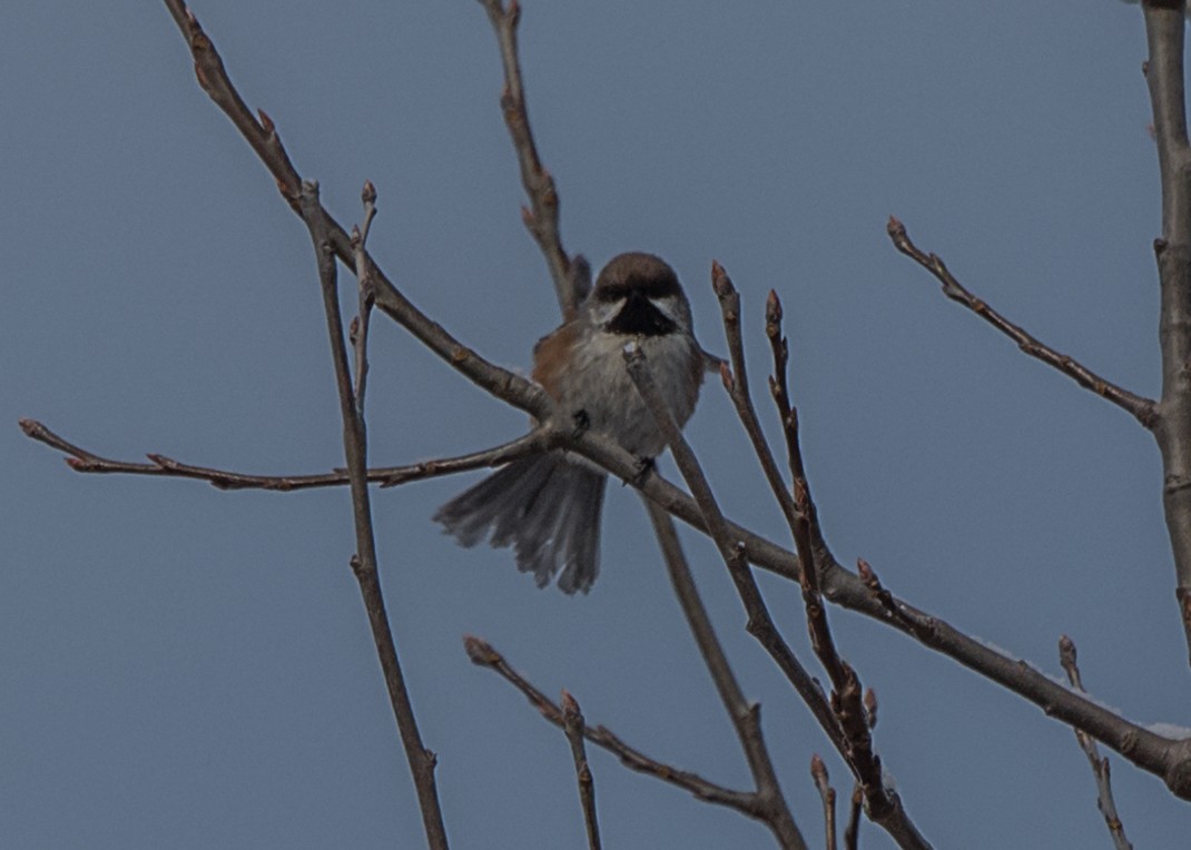 Boreal Chickadee - ML44118601