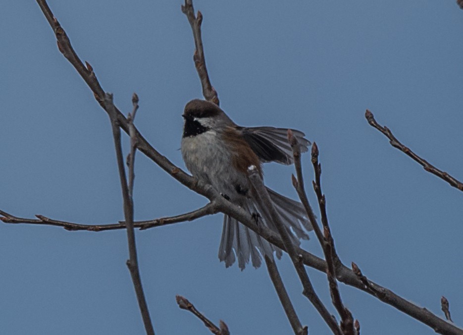 Boreal Chickadee - ML44118611