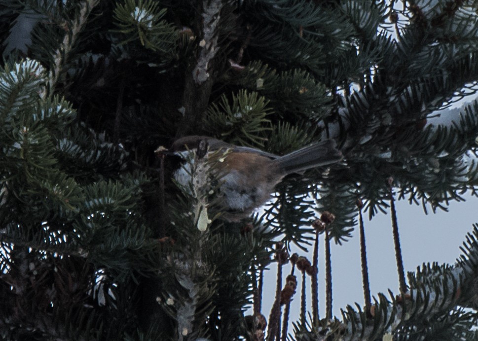 Boreal Chickadee - ML44118621