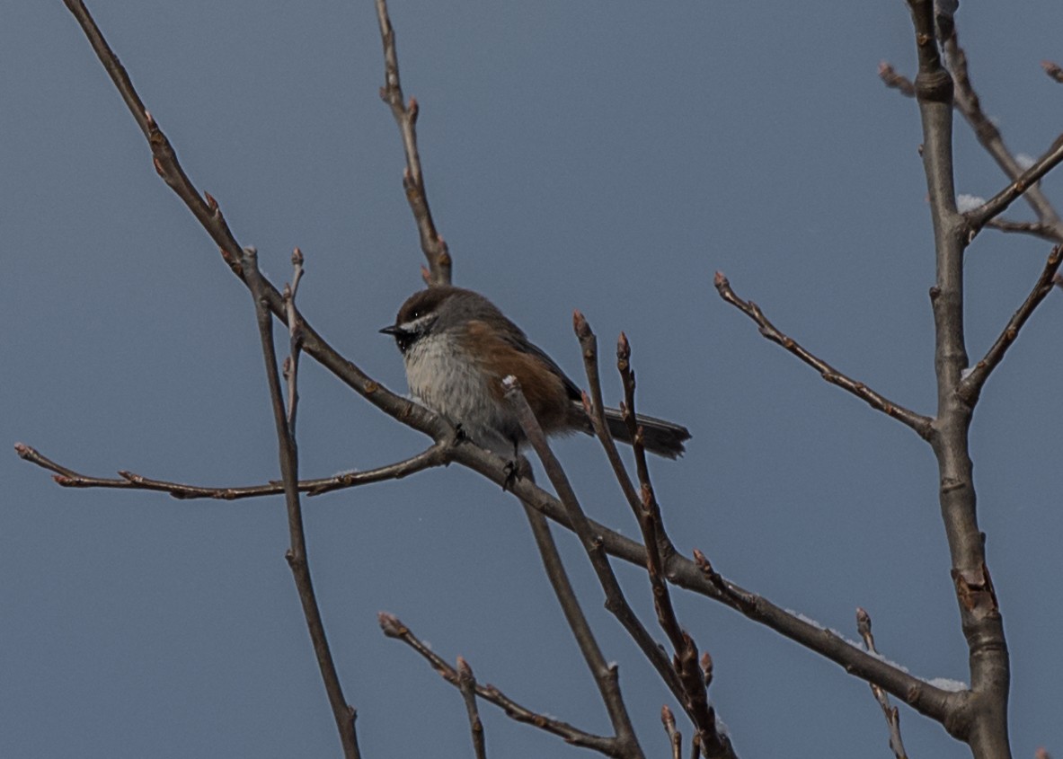 Boreal Chickadee - ML44118631