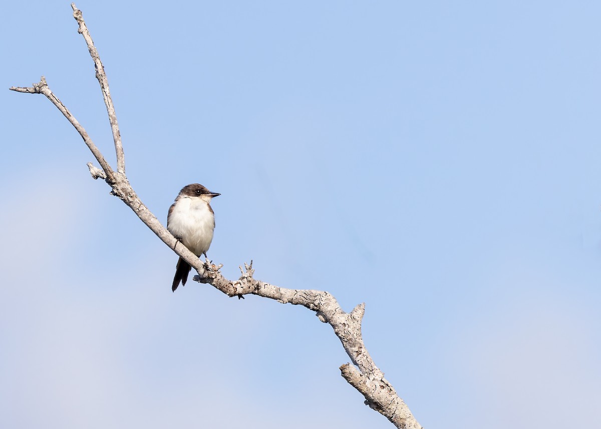 Fork-tailed Flycatcher - ML441187101
