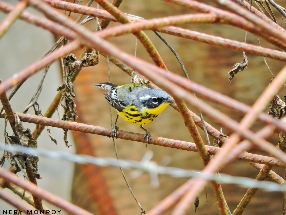 Magnolia Warbler - ML441188991