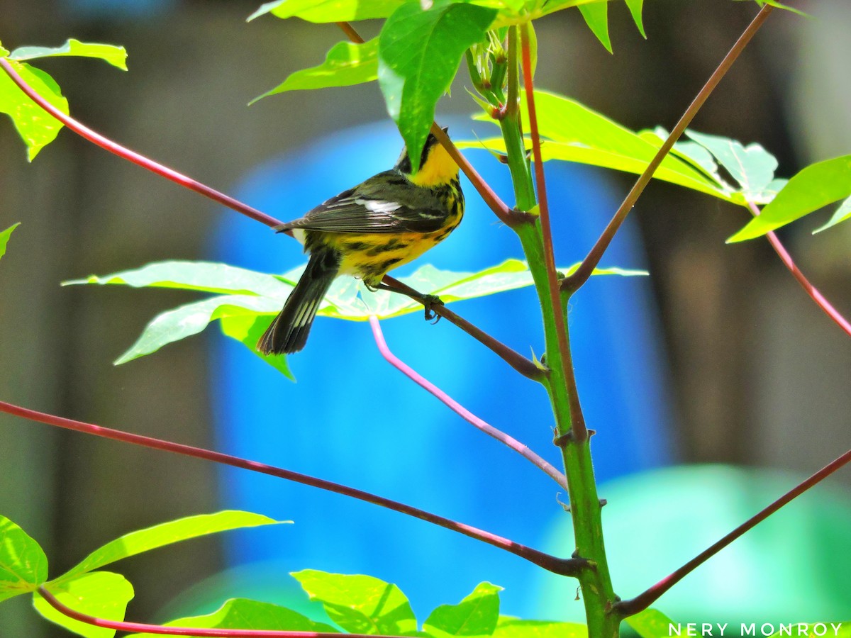 Magnolia Warbler - ML441189011