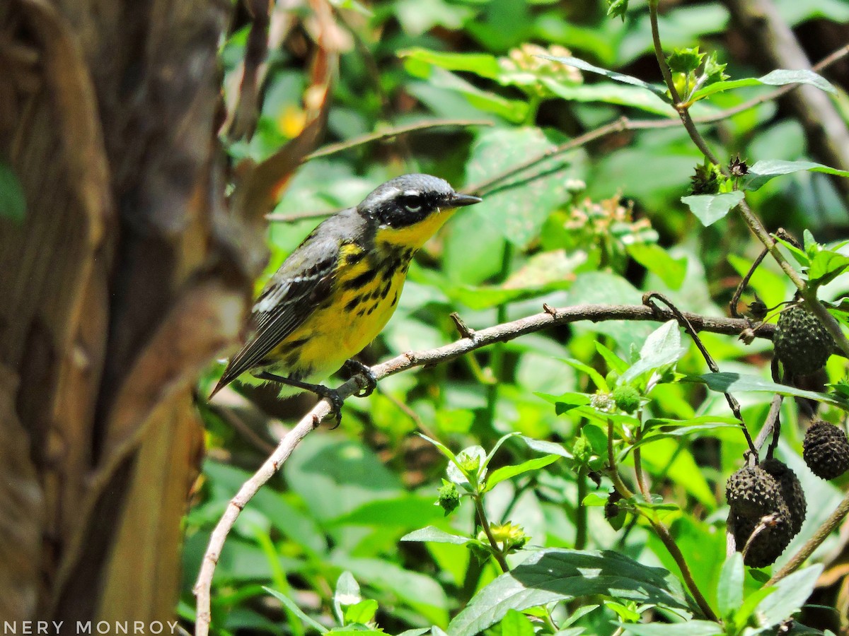 Magnolia Warbler - ML441189021