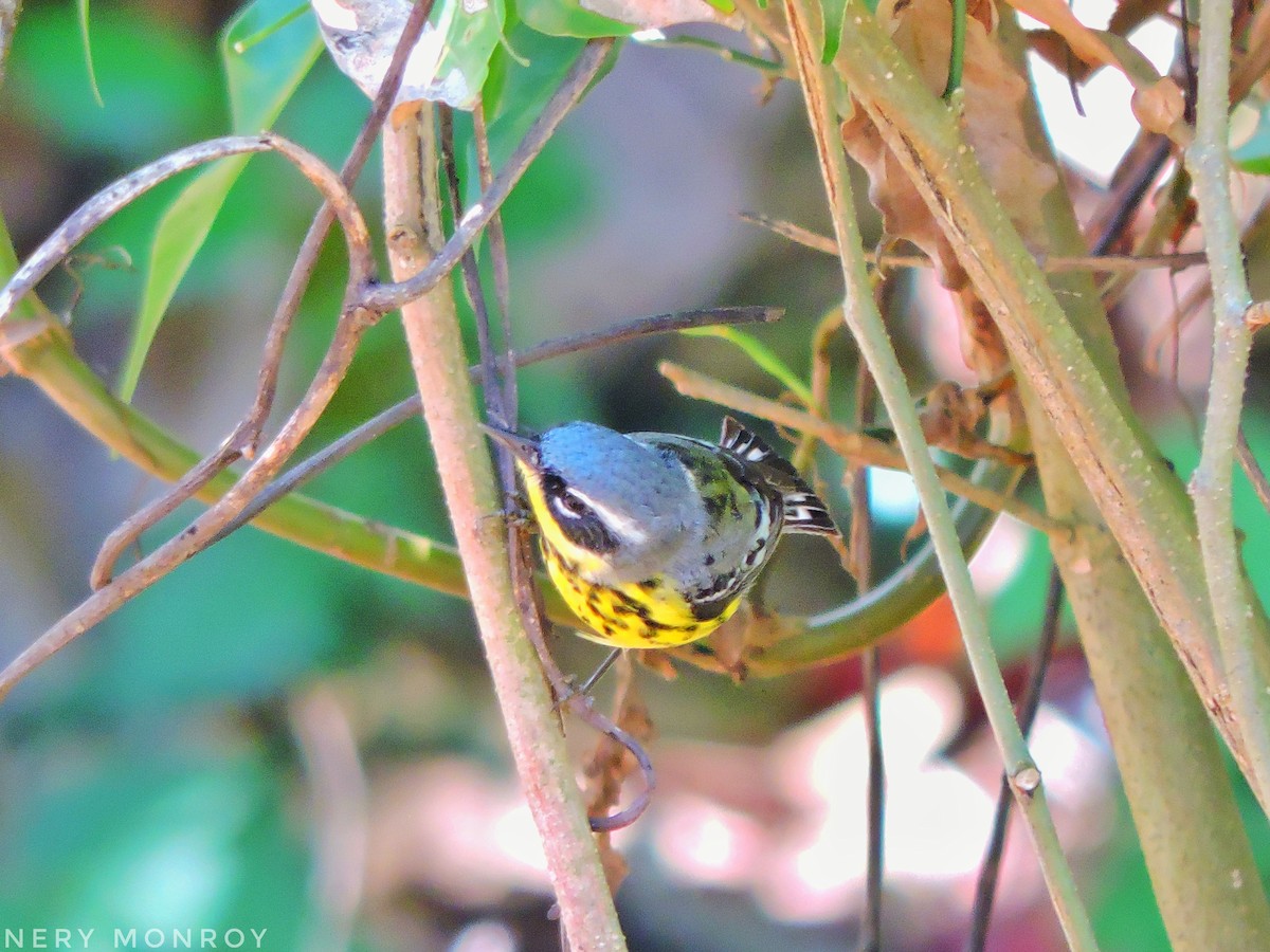 Magnolia Warbler - ML441189361