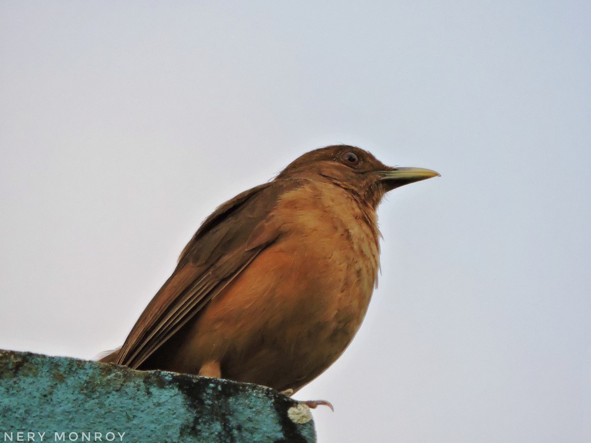 Clay-colored Thrush - ML441191561