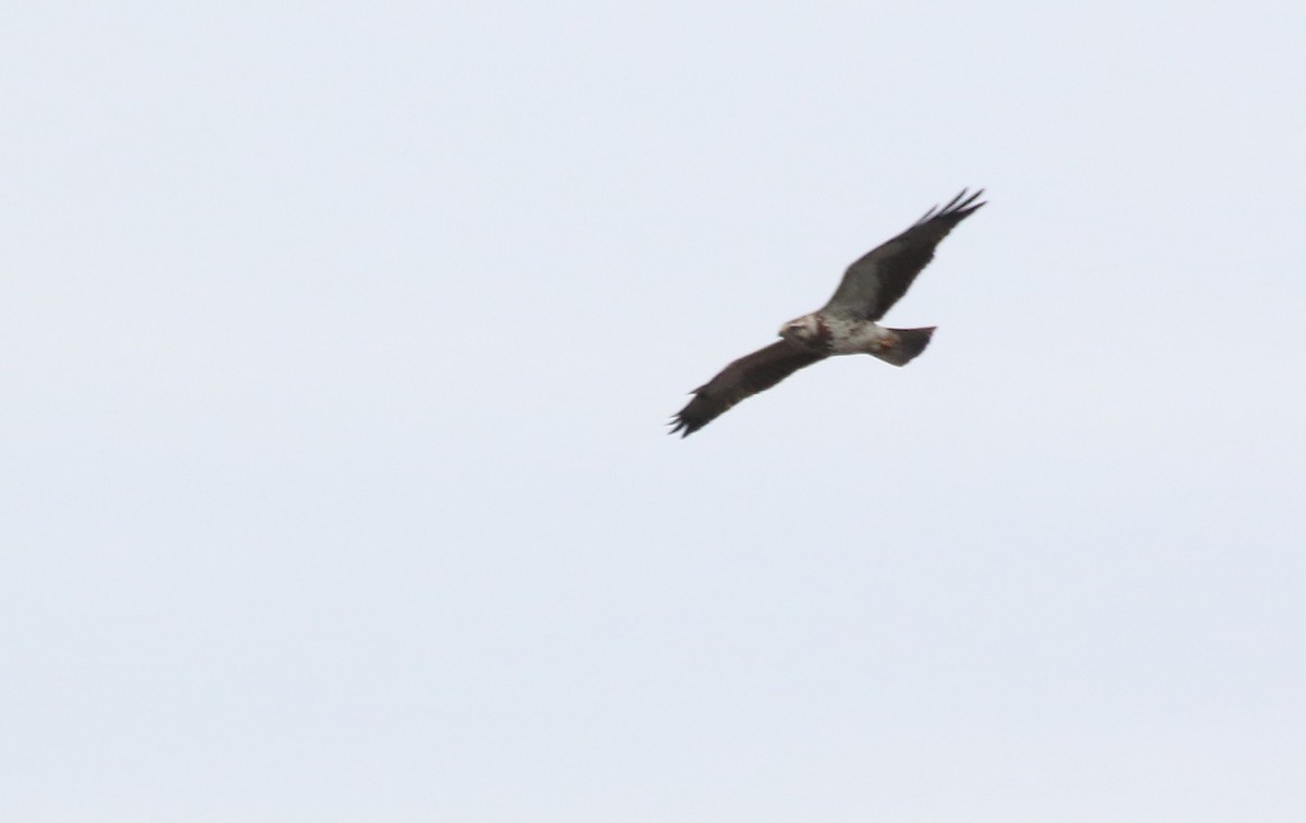 Swainson's Hawk - Paul Sweet