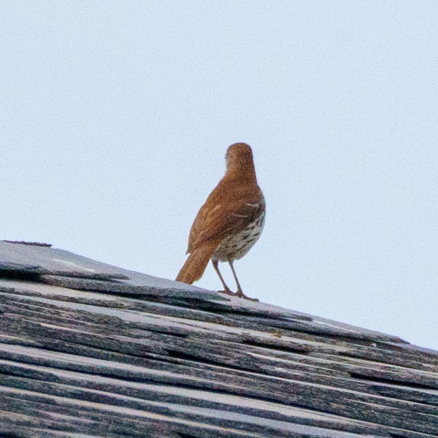 Brown Thrasher - Raymond Burket