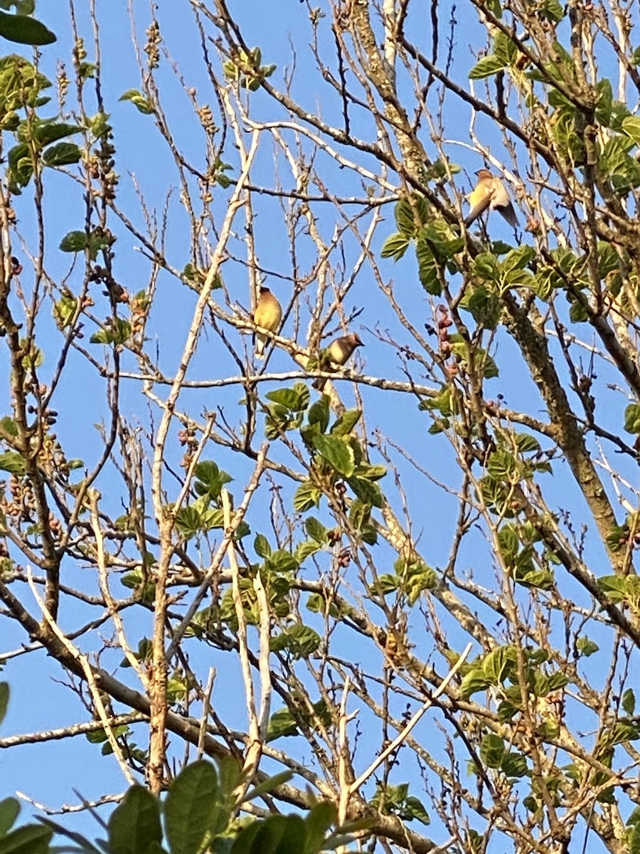 Cedar Waxwing - Jim Buxton