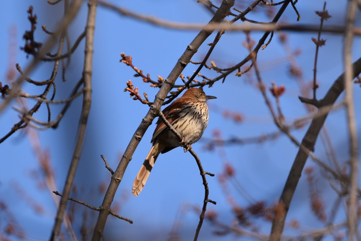 Brown Thrasher - ML441193941