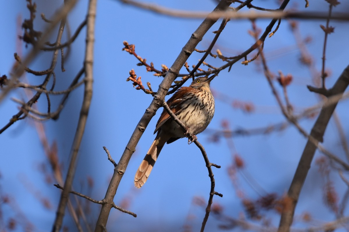 Brown Thrasher - ML441193951