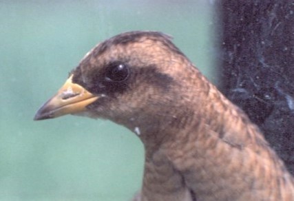 Polluela Amarillenta - ML441194341