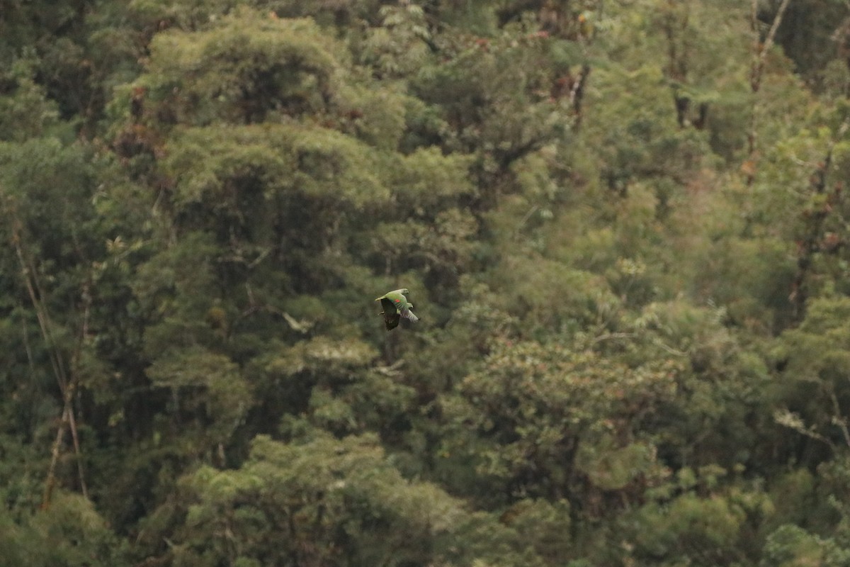 Scaly-naped Parrot - ML441194461