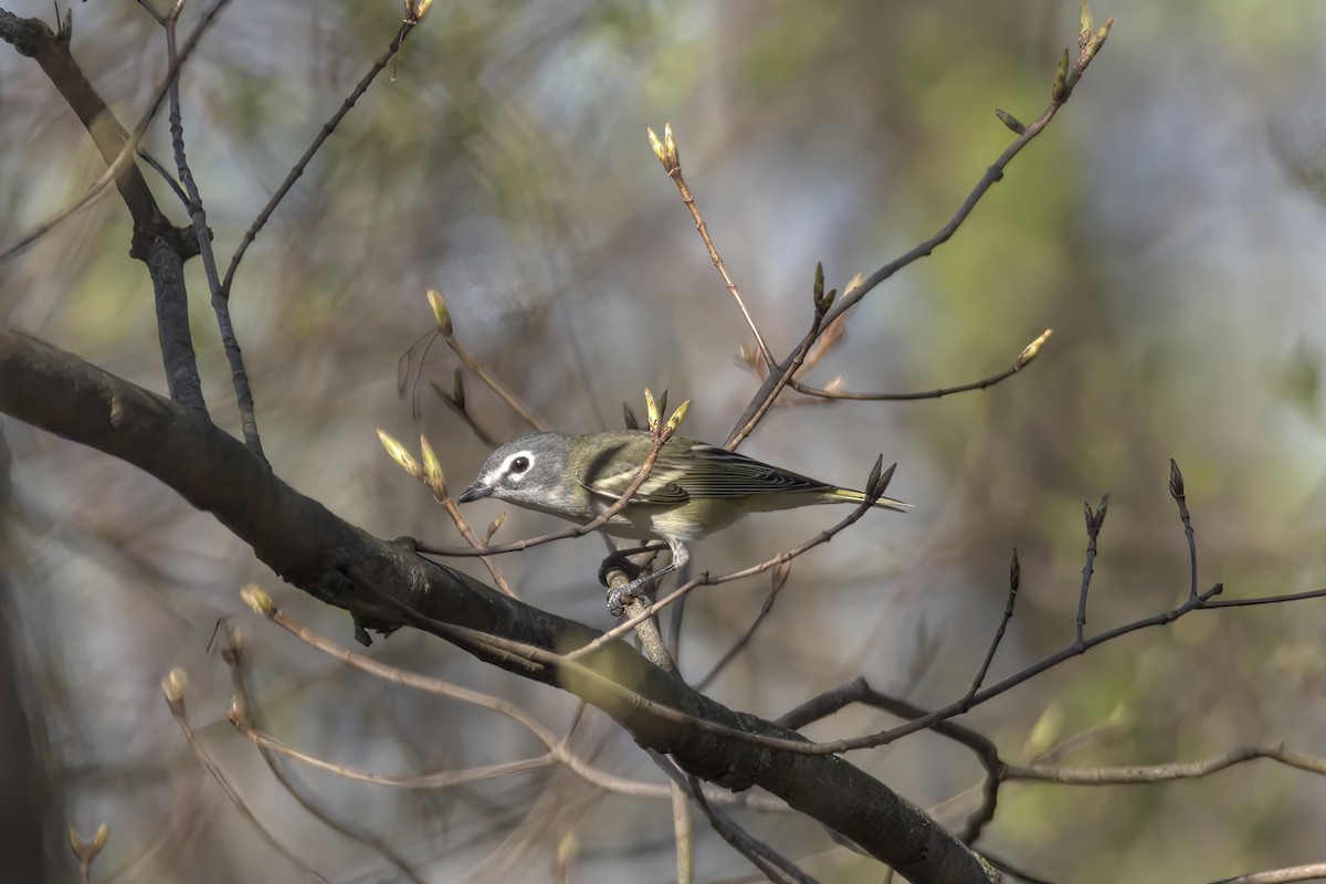 Blue-headed Vireo - Justin Kolakowski