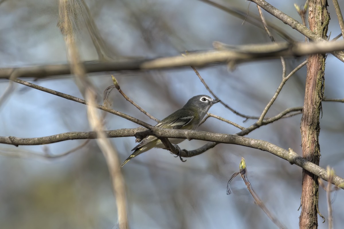 Blue-headed Vireo - Justin Kolakowski