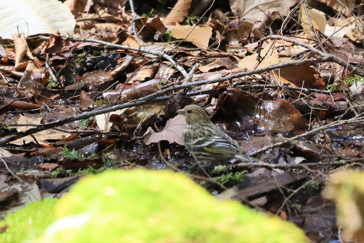 Pine Siskin - ML441196121