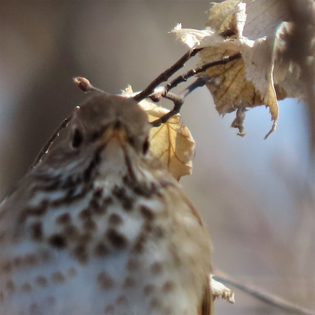 Hermit Thrush - ML441198121