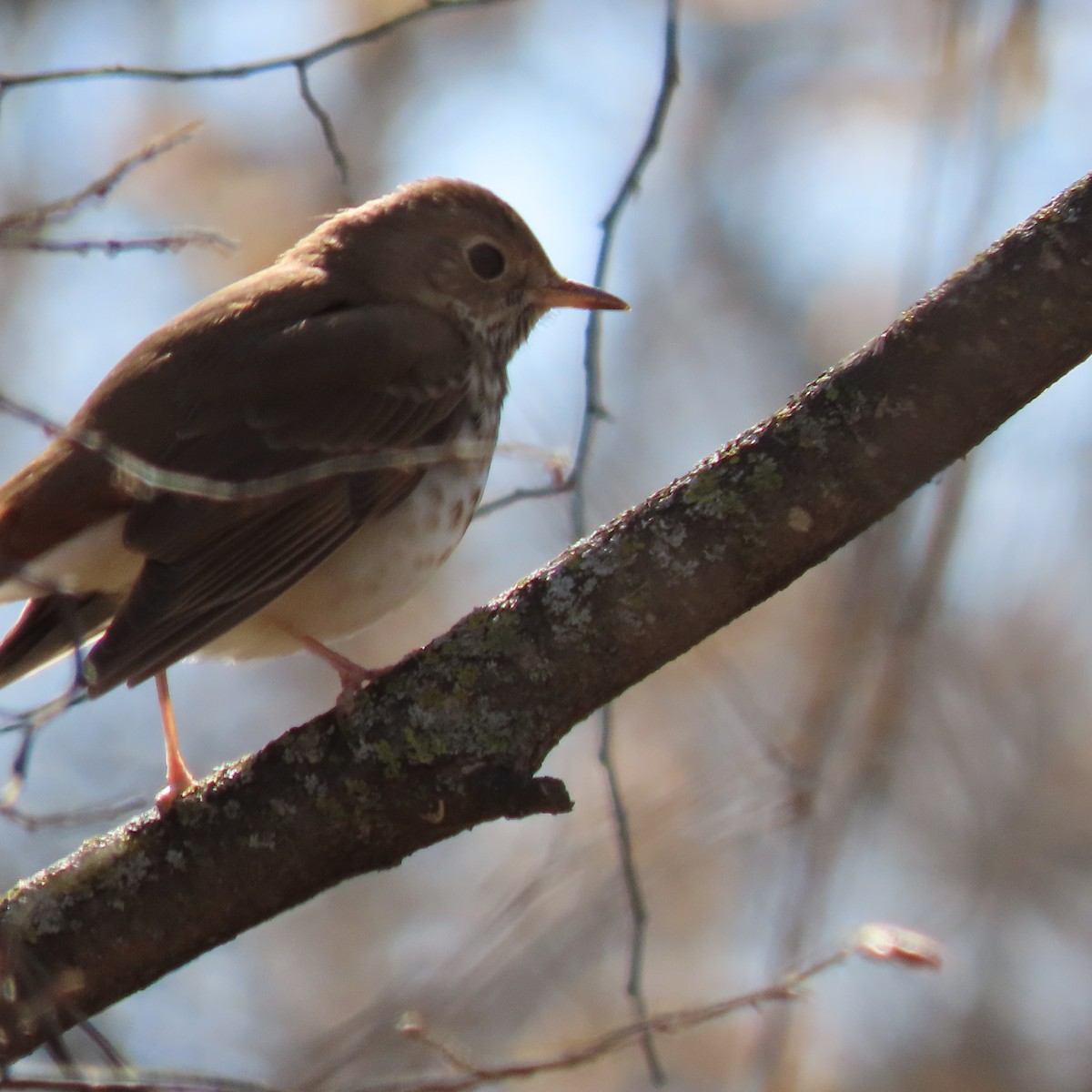 Hermit Thrush - ML441198171