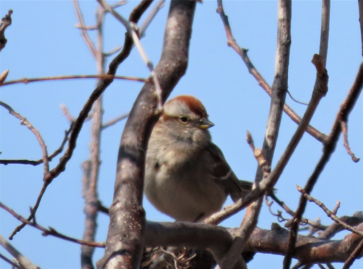 American Tree Sparrow - ML441198271
