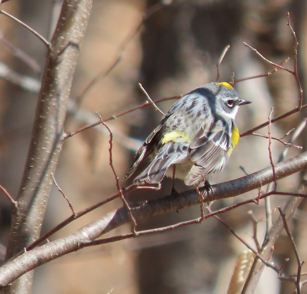 Yellow-rumped Warbler - ML441198331