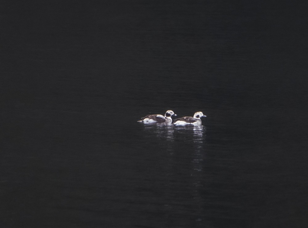 Long-tailed Duck - ML441200011