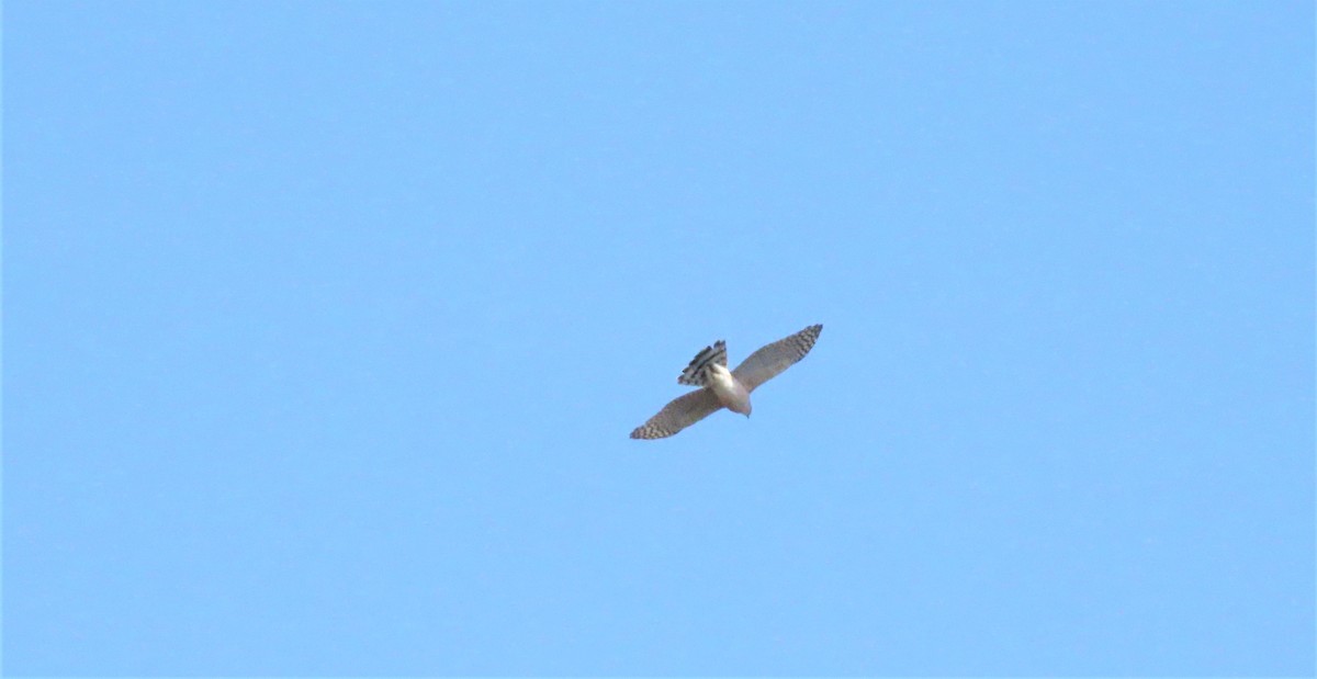 Broad-winged Hawk - ML441201271