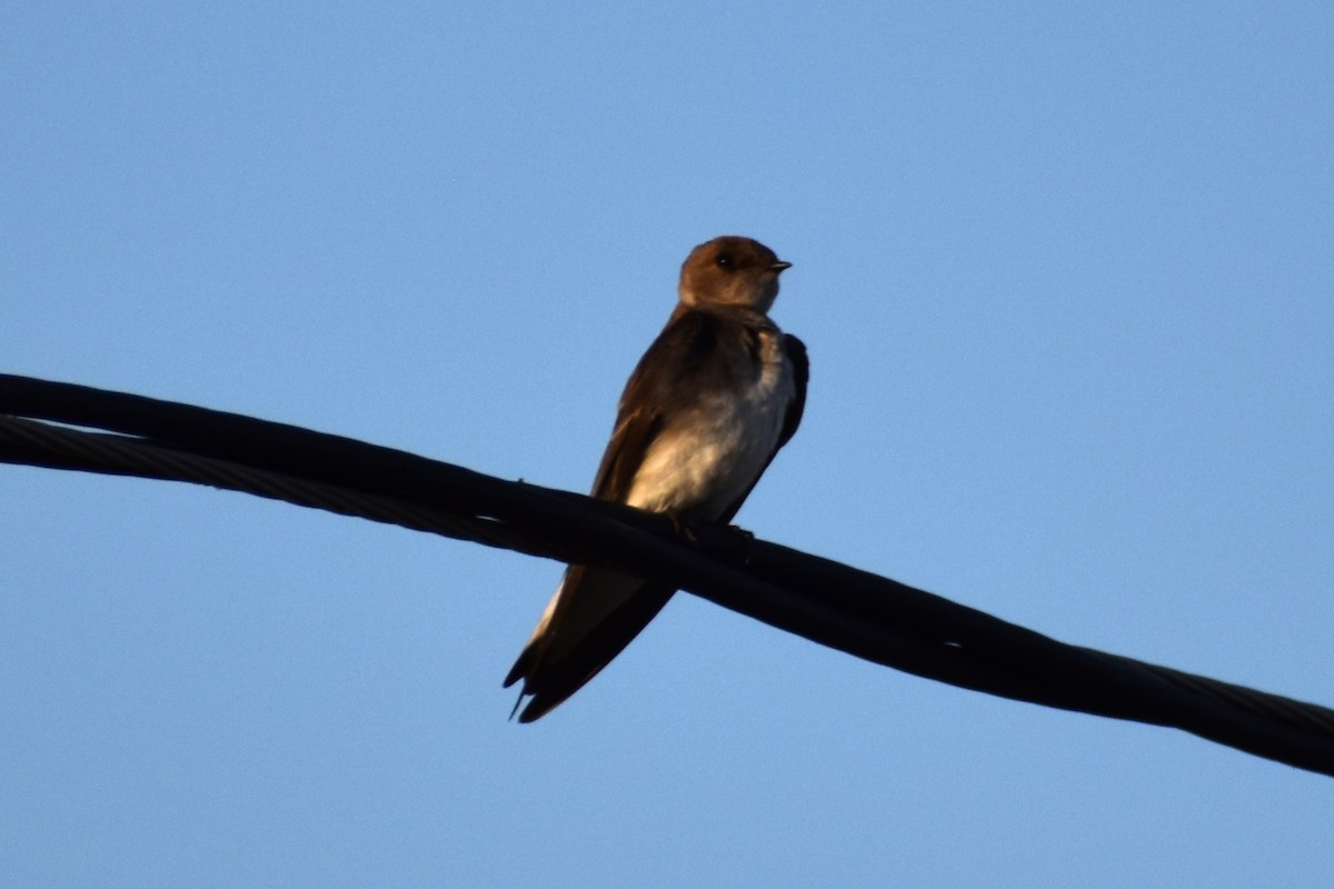 Northern Rough-winged Swallow - ML441201281