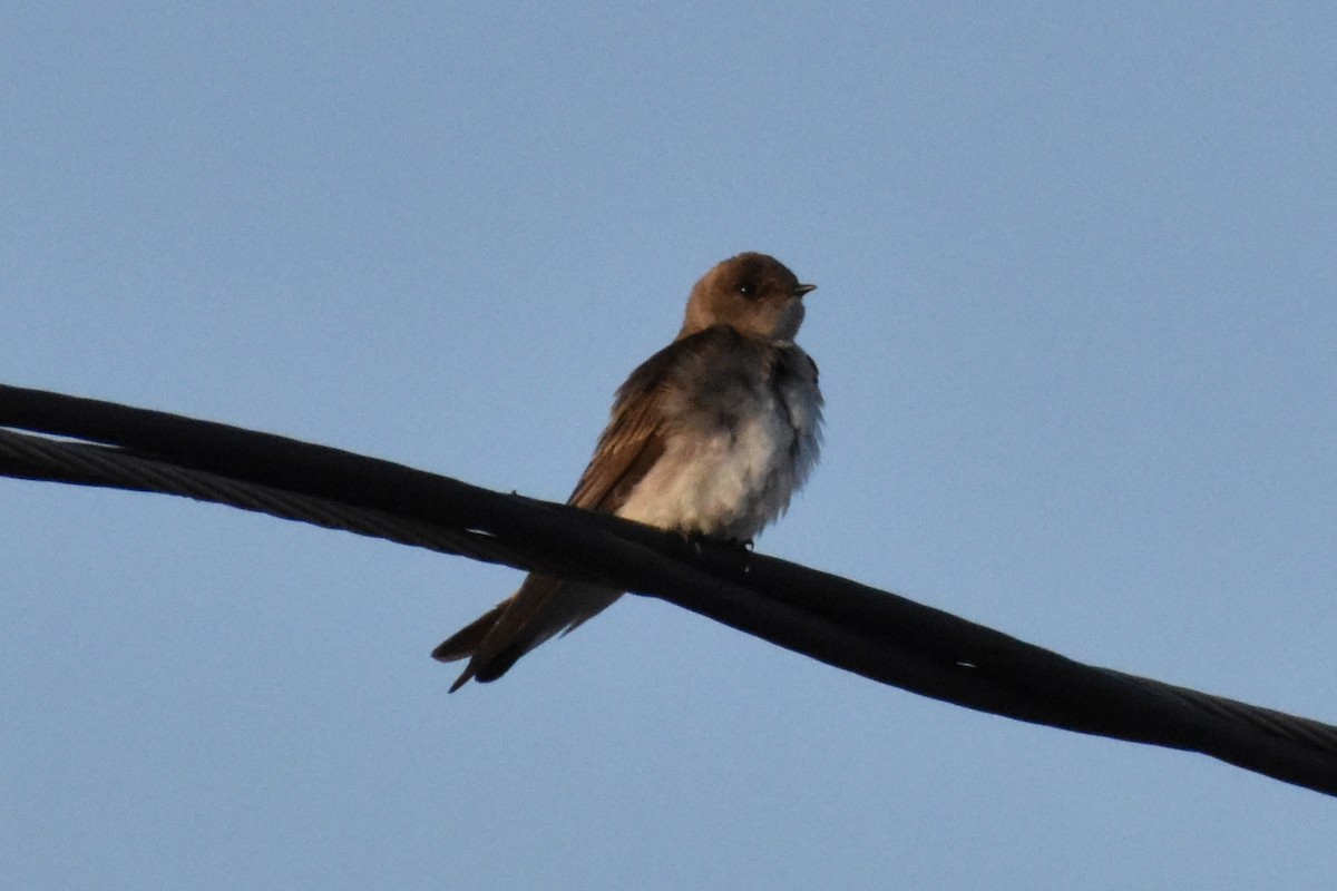 Northern Rough-winged Swallow - Tia Offner