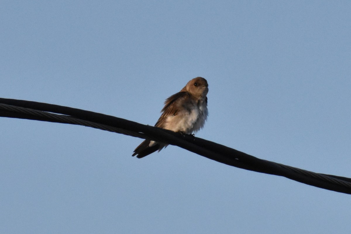 Northern Rough-winged Swallow - ML441201301