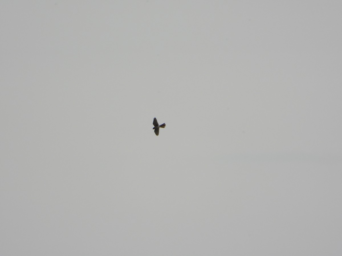 American Kestrel - ML441201741