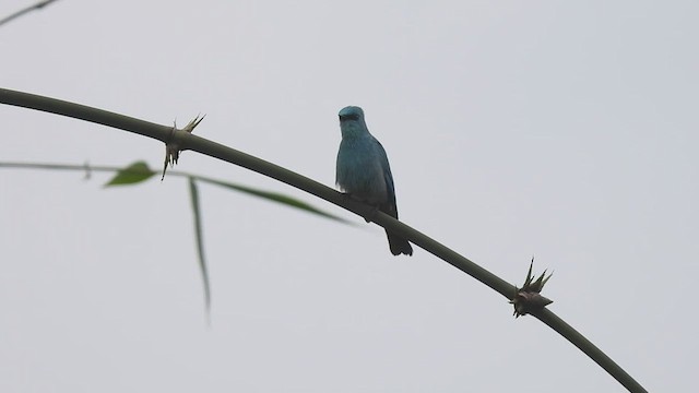 Verditer Flycatcher - ML441201841