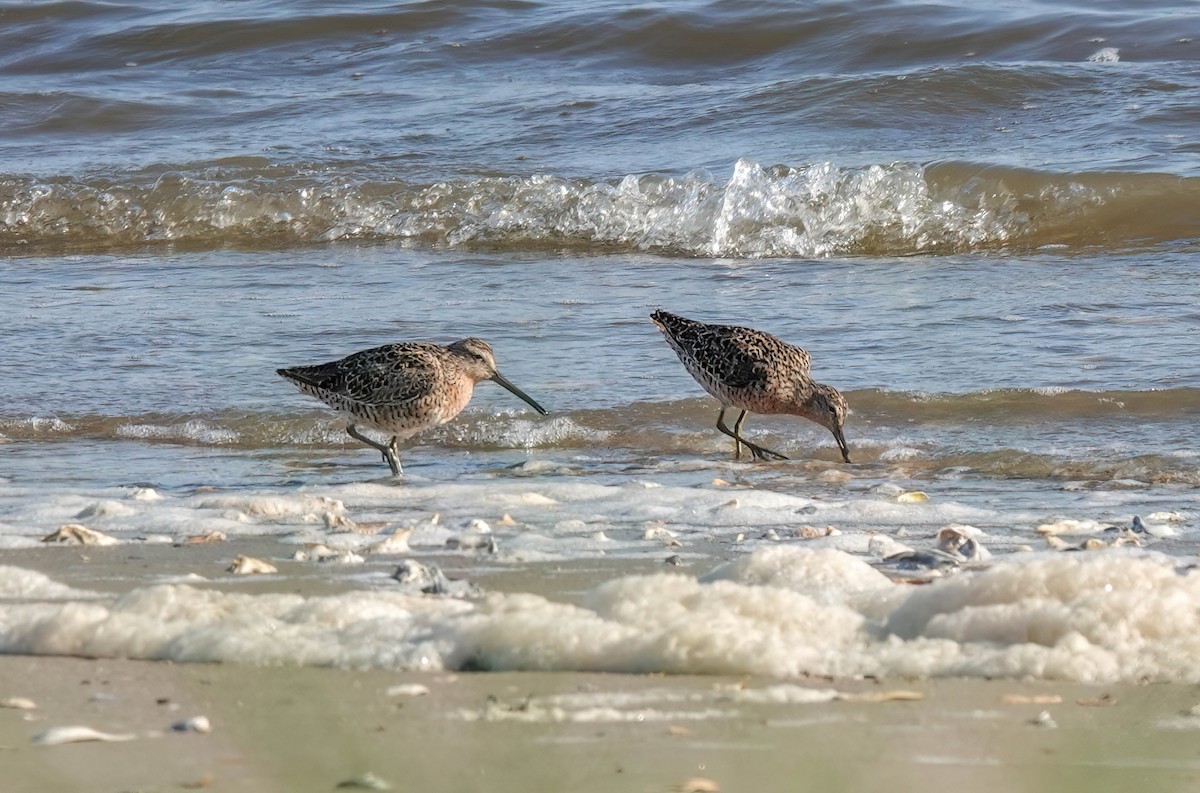 Short-billed Dowitcher - Pam Vercellone-Smith