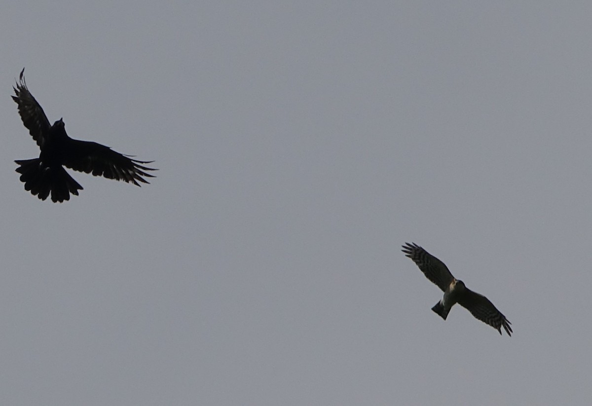 Eurasian Sparrowhawk - ML441204141