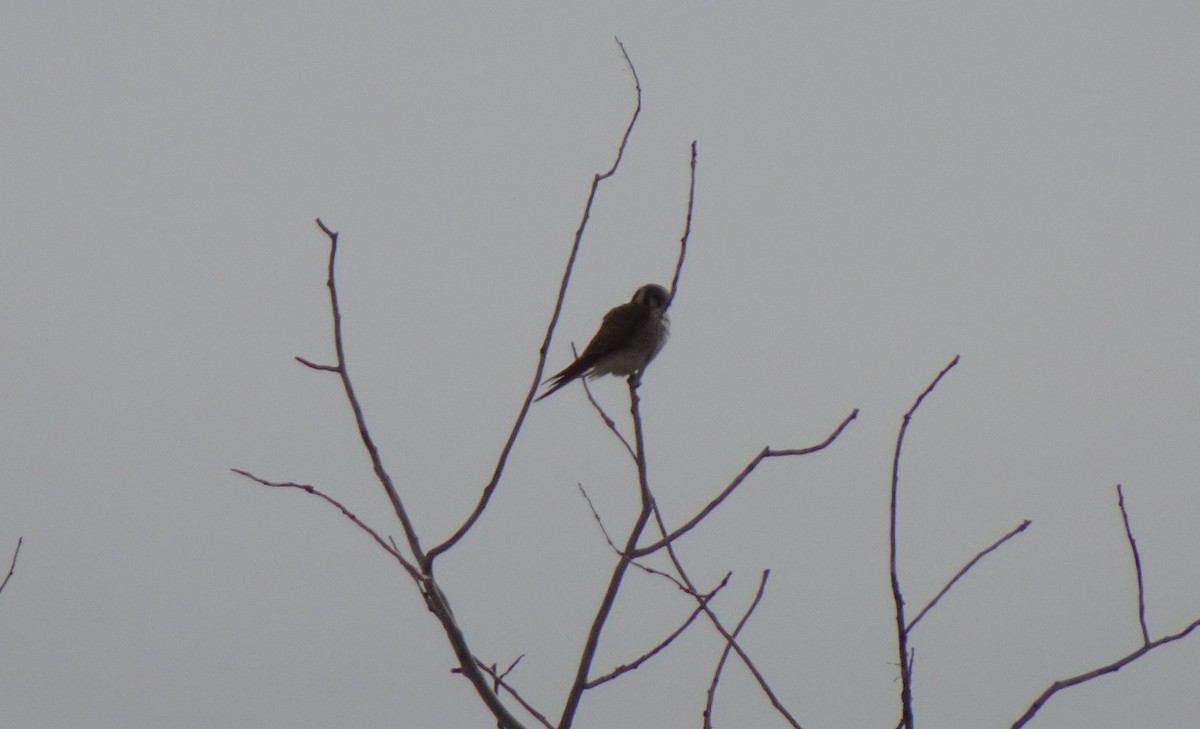 American Kestrel - ML441204871