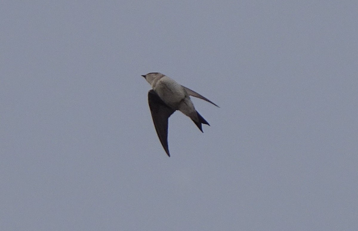 Purple Martin - ML441204981