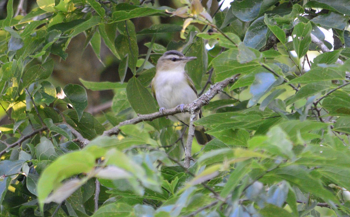 Red-eyed Vireo - Tu Wren